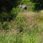 Typical grassland trail section.